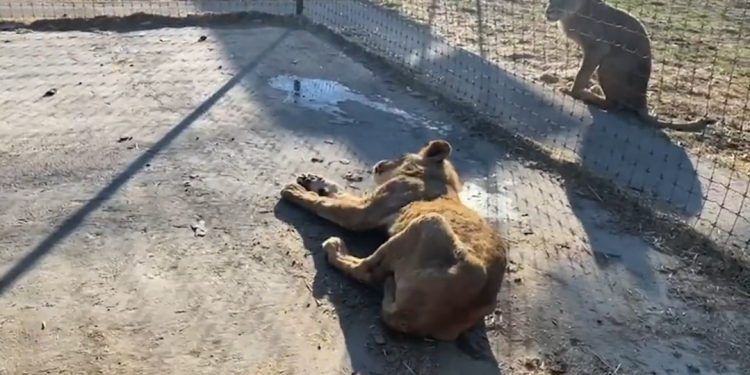 Asociación de Zoológicos se encargará de animales abandonados por Black Jaguar – White Tiger