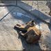 Asociación de Zoológicos se encargará de animales abandonados por Black Jaguar – White Tiger
