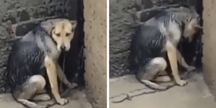 Denuncian maltrato hacia una perrita en alcaldía de la CDMX
