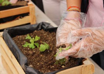 Inscríbete a los talleres de agricultura urbana en Puebla capital