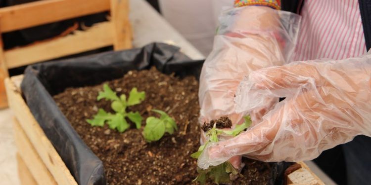 Inscríbete a los talleres de agricultura urbana en Puebla capital