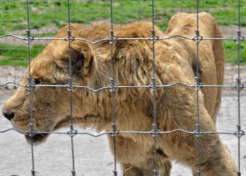 Recibe Africam Safari a felinos rescatados