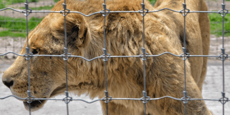 Recibe Africam Safari a felinos rescatados