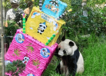 Muere Shuan Shuan, la panda más longeva de Chapultepec