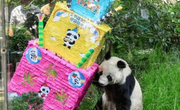 Muere Shuan Shuan, la panda más longeva de Chapultepec