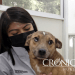 Se triplican las denuncias por maltrato animal