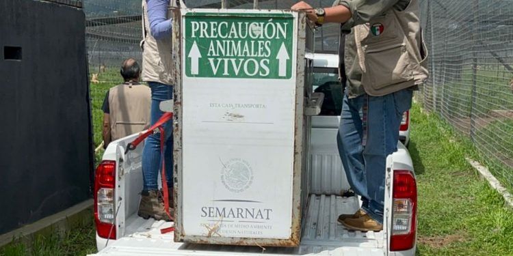 Continúa el traslado de felinos rescatados de santuario en Tlalpan al Zoológico de Chapultepec