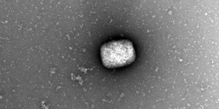 Salud federal emite segundo Aviso Epidemiológico por la viruela del mono