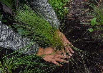 Se sembrarán nueve millones de árboles en Puebla