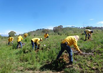 Se plantan más de 127 mil árboles en 37 municipios poblanos: Medio Ambiente