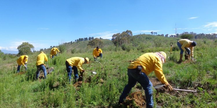 Se plantan más de 127 mil árboles en 37 municipios poblanos: Medio Ambiente