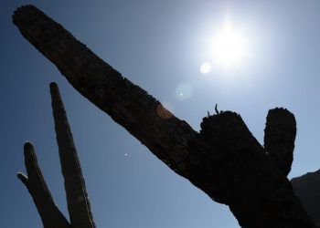 Cuna de agave poblano