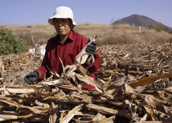 En riesgo, sabiduría ancestral de manejo de la milpa