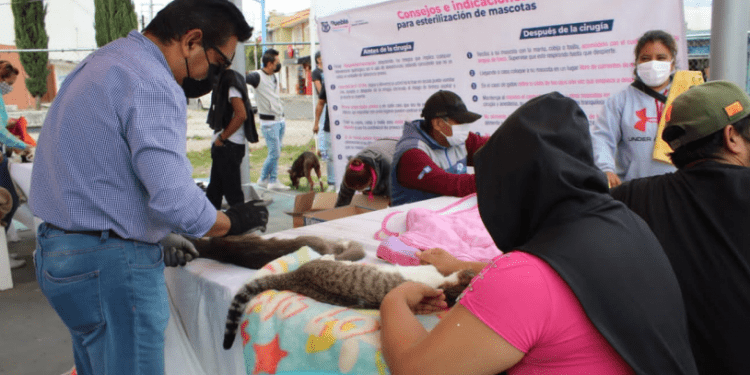 Aumentan denuncias por maltrato animal