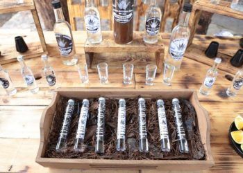 Presentan Ruta Agroturística del Mezcal; destinan 97 mdp a productores