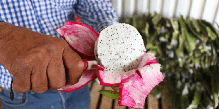Promueve Desarrollo Rural producción de pitahaya en Puebla