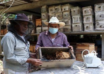 Acuerdan SDR y Unión Europea sinergia para protección de la miel melipona y sal ancestral