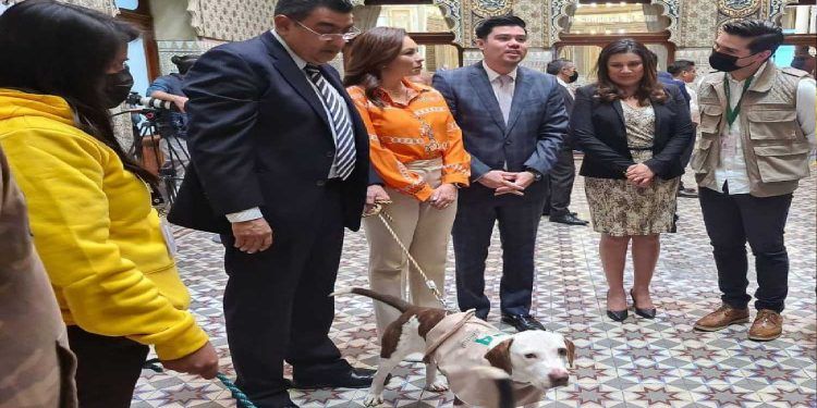 Instituto de Bienestar Animal realiza jornada “Amor a primera vista” en el Congreso de Puebla