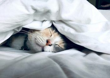 Hoteles para mascotas más lujosos