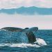 Analizan desplazamiento de animales marinos