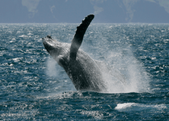 ballenas santuario