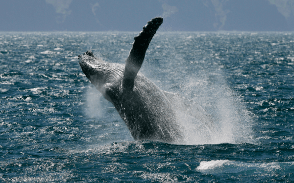 ballenas santuario