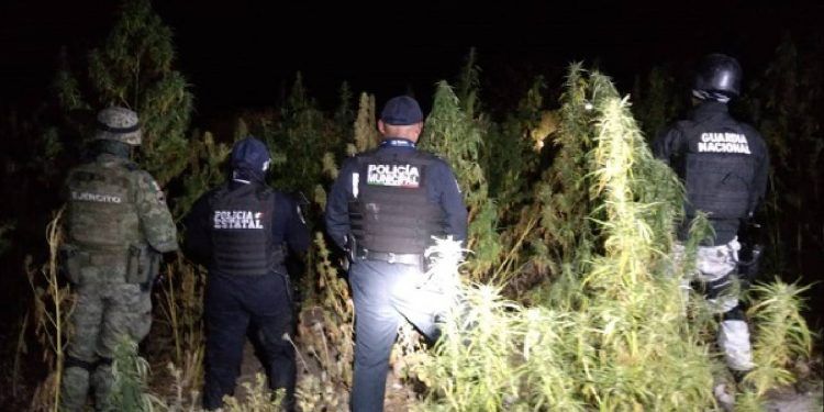Hallan plantío de marihuana en terreno de San Andrés Azumiatla