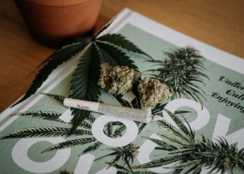 cannabis