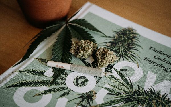 cannabis