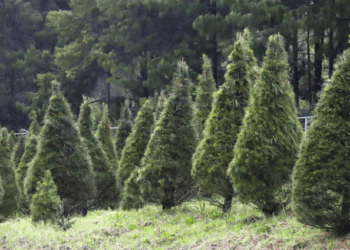 pinos navidad