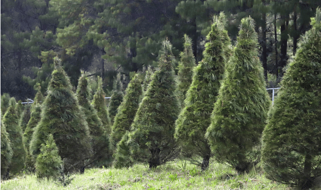 pinos navidad