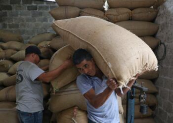 Crece 72% producción de café en Puebla para 2023: SDR