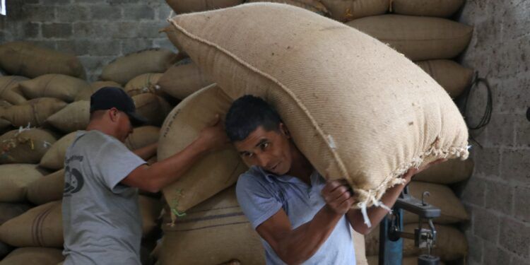 Crece 72% producción de café en Puebla para 2023: SDR