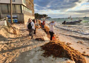 Prevén menos sargazo en playas del Caribe mexicano este 2023