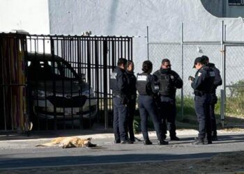 Hallan a más de 10 perros muertos por envenenamiento al sur de  Puebla