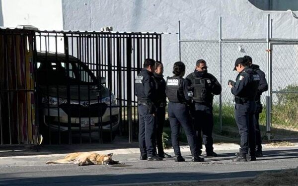 Hallan a más de 10 perros muertos por envenenamiento al sur de  Puebla