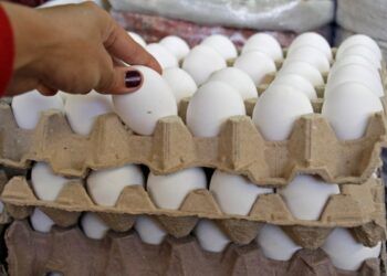 Precio del huevo seguirá subiendo en México; influenza aviar y clima afectan producción