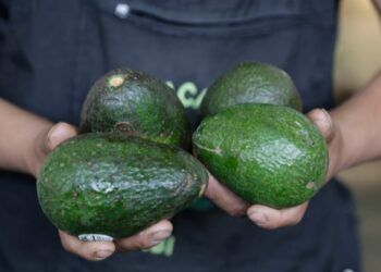 Michoacán proyecta exportar 130 mil toneladas de aguacate por el Super Bowl