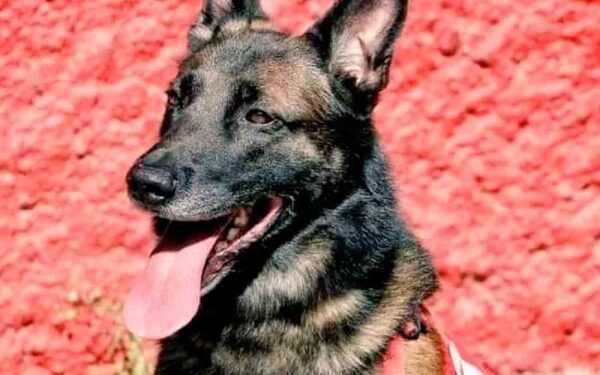 Perrito Proteo tendrá monumento en Turquía