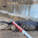 Hallan un caimán en Prospect Park de Brooklyn, Nueva York