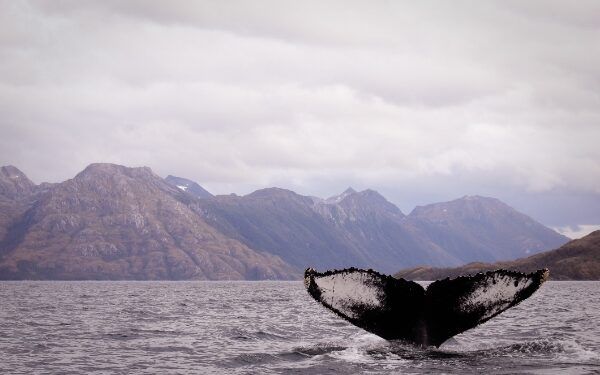 El Moby Dick que todos llevamos dentro