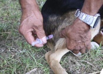 Secretaría de Salud instala módulo para esterilizar mascotas en Hueytamalco