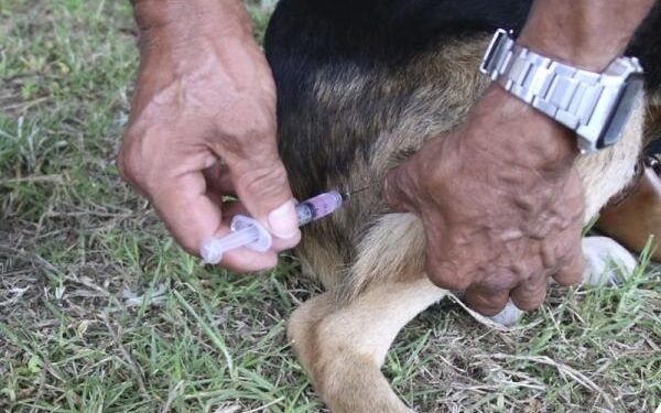 Secretaría de Salud instala módulo para esterilizar mascotas en Hueytamalco