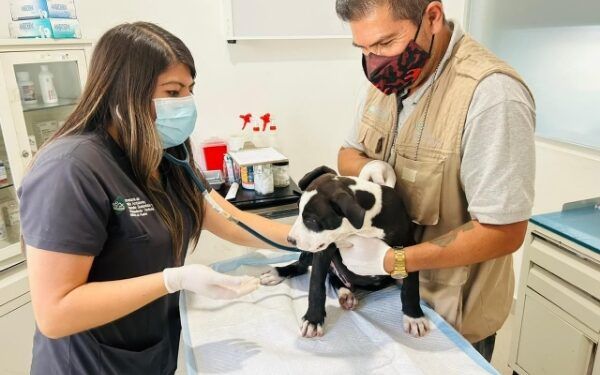 Instituto de Bienestar Animal en Puebla, rescata a perro por presunto maltrato
