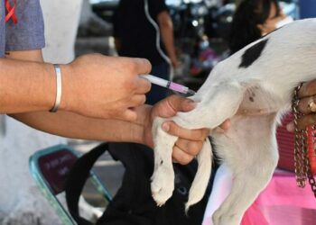 Extienden Jornada Antirrábica Canina y Felina en Puebla
