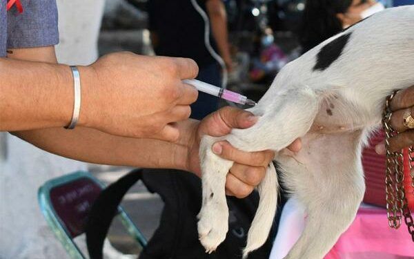 Extienden Jornada Antirrábica Canina y Felina en Puebla