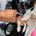 Extienden Jornada Antirrábica Canina y Felina en Puebla