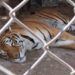 Rescatan a 47 animales exóticos durante cateo en predio de Huixquilucan