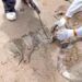 FGR cita a 4 funcionarios que mutilaron rayas en Sonora