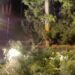 Viento provoca caída de árboles y estructuras en Texmelucan